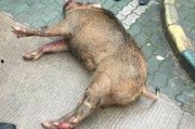 武汉野猪爆料事件视频最新