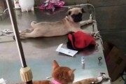巴哥爆料赤犬视频播放,赤犬视频幕后真相大曝光！