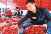 想吃草莓的男孩爆料视频,揭秘男孩爆料的甜蜜瞬间