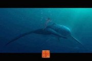 大鱼海棠2最新爆料,大鱼海棠2揭秘，神秘世界再掀波澜