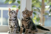 猫猫吃瓜泄露心声后免费阅读
